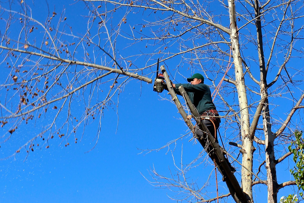 toronto tree removal