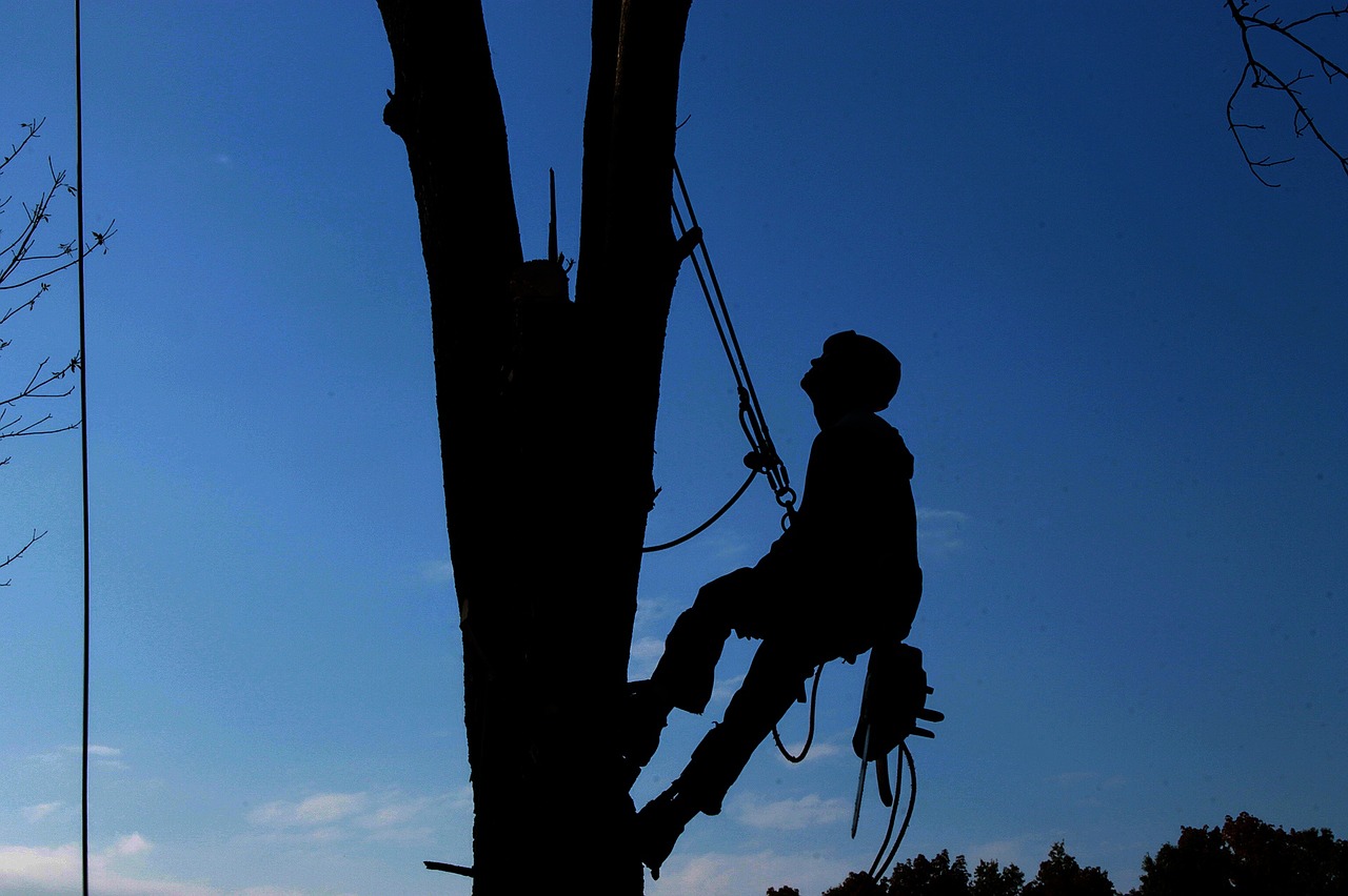 toronto tree service